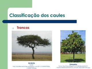 Classificação dos caules
o Troncos
Acácia
Fonte:
http://biodilloversity.files.wordpress.com/2011/10/305270424_
cc82837300.jpg
Limoeiro
Fonte: http://3.bp.blogspot.com/-dEG8o5zZwDQ/UT-
h5yeXnjI/AAAAAAAAtrA/hOG_IoXI-x8/s1600/A53limoeiro.jpg
 