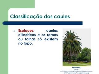 Classificação dos caules
o Espiques: caules
cilíndricos e os ramos
ou folhas só existem
no topo.
Palmeira
Fonte:
http://upload.wikimedia.org/wikipedia/common
s/7/77/Jardim_da_Pena_palmeira.jpg
 