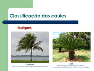 Classificação dos caules
o Espiques
Coqueiro
Fonte: http://gallery.kewl.lu/downloadfullsize/send/14028
Cica
Fonte: http://www.centraldedicas.com/wp-
content/uploads/2013/10/Como-Cultivar-Planta-Cica.jpg
 