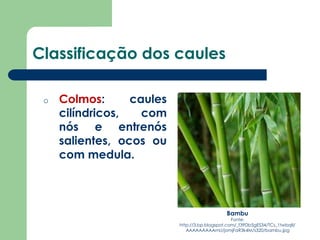 Classificação dos caules
o Colmos: caules
cilíndricos, com
nós e entrenós
salientes, ocos ou
com medula.
Bambu
Fonte:
http://3.bp.blogspot.com/_f39Db5gES34/TCs_1twbqII/
AAAAAAAAAmU/jomjFaR3k4M/s320/bambu.jpg
 