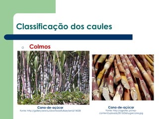Classificação dos caules
o Colmos
Cana-de-açúcar
Fonte: http://gallery.kewl.lu/downloadfullsize/send/14028
Cana-de-açúcar
Fonte: http://agrotec.pt/wp-
content/uploads/2013/04/sugarcane.jpg
 