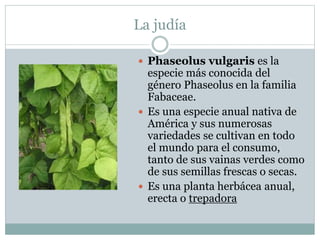La judía
 Phaseolus vulgaris es la
especie más conocida del
género Phaseolus en la familia
Fabaceae.
 Es una especie anual nativa de
América y sus numerosas
variedades se cultivan en todo
el mundo para el consumo,
tanto de sus vainas verdes como
de sus semillas frescas o secas.
 Es una planta herbácea anual,
erecta o trepadora
 