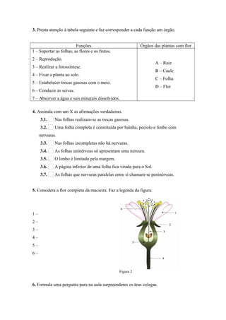 3. Presta atenção à tabela seguinte e faz corresponder a cada função um órgão.
Funções Órgãos das plantas com flor
1 – Suportar as folhas, as flores e os frutos.
2 – Reprodução.      
3 – Realizar a fotossíntese.      
4 – Fixar a planta ao solo.      
5 – Estabelecer trocas gasosas com o meio.      
6 – Conduzir as seivas.      
7 – Absorver a água e sais minerais dissolvidos.      
A – Raiz
B – Caule
C – Folha
D – Flor
4. Assinala com um X as afirmações verdadeiras.
3.1. Nas folhas realizam-se as trocas gasosas.
3.2. Uma folha completa é constituída por bainha, pecíolo e limbo com
nervuras.
3.3. Nas folhas incompletas não há nervuras.
3.4. As folhas uninérveas só apresentam uma nervura.
3.5. O limbo é limitado pela margem.
3.6. A página inferior de uma folha fica virada para o Sol.
3.7. As folhas que nervuras paralelas entre si chamam-se peninérveas.
5. Considera a flor completa da macieira. Faz a legenda da figura.
1 –      
2 –      
3 –      
4 –      
5 –      
6 –      
6. Formula uma pergunta para na aula surpreenderes os teus colegas.     bo estreito
q liga o estigma ao ovário.
Figura 2
 