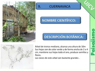 9.          CUERNAVACAÁrbol de tronco mediano, alcanza una altura de 10mSus hojas son de color verde y de forma ancha de 2 a 4 cm, mantiene sus hojas todo el ano, produce semillas y flores.Las raices de este arbol son bastante grandes .