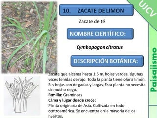 10.     ZACATE DE LIMONZacate de téCymbopogoncitratusZacate que alcanza hasta 1.5 m, hojas verdes, algunas veces tenidas de rojo. Toda la planta tiene olor a limón.Sus hojas son delgadas y largas. Esta planta no necesita de mucho riego.Familia: GramíneasClima y lugar donde crece:Planta originaria de Asia. Cultivada en todo centroamérica. Se encuentra en la mayoría de los huertos.