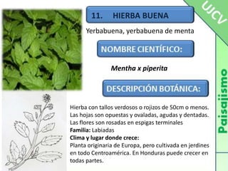 11.     HIERBA BUENAYerbabuena, yerbabuena de mentaMentha x piperitaHierba con tallos verdosos o rojizos de 50cm o menos. Las hojas son opuestas y ovaladas, agudas y dentadas. Las flores son rosadas en espigas terminalesFamilia: LabiadasClima y lugar donde crece:Planta originaria de Europa, pero cultivada en jerdines en todo Centroamérica. En Honduras puede crecer en todas partes.
