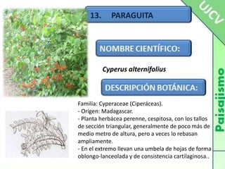 13.     PARAGUITACyperusalternifoliusFamilia: Cyperaceae (Ciperáceas).- Origen: Madagascar.- Planta herbácea perenne, cespitosa, con los tallos de sección triangular, generalmente de poco más de medio metro de altura, pero a veces lo rebasan ampliamente.- En el extremo llevan una umbela de hojas de forma oblongo-lanceolada y de consistencia cartilaginosa..