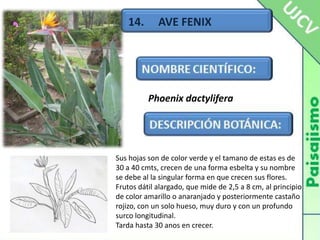 14.     AVE FENIXPhoenix dactyliferaSus hojas son de color verde y el tamano de estas es de 30 a 40 cmts, crecen de una forma esbelta y su nombre se debe al la singular forma en que crecen sus flores.Frutos dátil alargado, que mide de 2,5 a 8 cm, al principio de color amarillo o anaranjado y posteriormente castaño rojizo, con un solo hueso, muy duro y con un profundo surco longitudinal.Tarda hasta 30 anos en crecer.