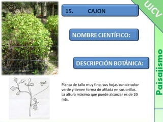 15.          CAJON Planta de tallo muy fino, sus hojas son de color verde y tienen forma de afilada en sus orillas.La altura máxima que puede alcanzar es de 20 mts.