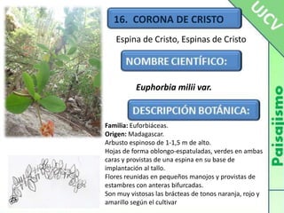 16.  CORONA DE CRISTOEspina de Cristo, Espinas de CristoEuphorbiamiliivar.Familia: Euforbiáceas.Origen: Madagascar.Arbusto espinoso de 1-1,5 m de alto.Hojas de forma oblongo-espatuladas, verdes en ambas caras y provistas de una espina en su base de implantación al tallo.Flores reunidas en pequeños manojos y provistas de estambres con anteras bifurcadas.Son muy vistosas las brácteas de tonos naranja, rojo y amarillo según el cultivar