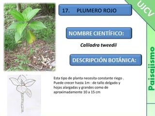 17.     PLUMERO ROJOCalliadratweediiEsta tipo de planta necesita constante riego .Puede crecer hasta 1m : de tallo delgado y hojas alargadas y grandes como de aproximadamente 10 a 15 cm
