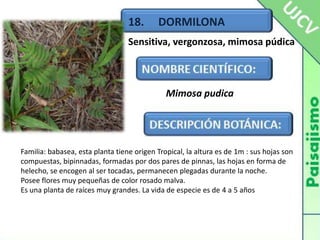 18.     DORMILONASensitiva, vergonzosa, mimosa púdicaMimosa pudicaFamilia: babasea, esta planta tiene origen Tropical, la altura es de 1m : sus hojas son compuestas, bipinnadas, formadas por dos pares de pinnas, las hojas en forma de helecho, se encogen al ser tocadas, permanecen plegadas durante la noche.Posee flores muy pequeñas de color rosado malva.Es una planta de raíces muy grandes. La vida de especie es de 4 a 5 años 