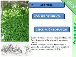 19.         ARACHITA     Su color de hojas permanece siempre verde y posee flores de color amarillo, la forma de sus hojas es ovalada Es necesario regarla con mas frecuencia en el verano. Su hoja oscila de 2 a 5 cms, es una planta rastrera y su altura máxima es de 0.50.