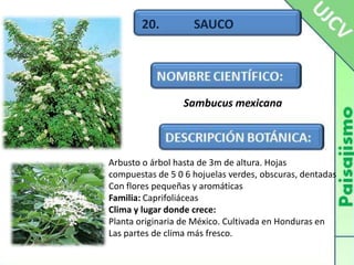 20.          SAUCOSambucus mexicanaArbusto o árbol hasta de 3m de altura. Hojas compuestas de 5 0 6 hojuelas verdes, obscuras, dentadasCon flores pequeñas y aromáticasFamilia: CaprifoliáceasClima y lugar donde crece:Planta originaria de México. Cultivada en Honduras en Las partes de clima más fresco.