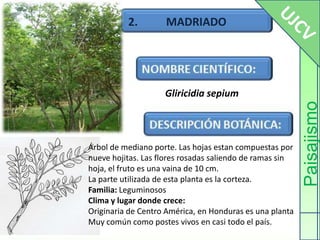 2.          MADRIADOUJCVPaisajismoGliricidiasepiumÁrbol de mediano porte. Las hojas estan compuestas por nueve hojitas. Las flores rosadas saliendo de ramas sin hoja, el fruto es una vaina de 10 cm.La parte utilizada de esta planta es la corteza.Familia: LeguminososClima y lugar donde crece:Originaria de Centro América, en Honduras es una plantaMuy común como postes vivos en casi todo el país.