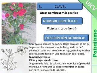3.               CLAVELOtros nombres: Már pacíficoHibiscuss rosa-sinensisArbusto que alcanza hasta 5m. Hojas cerca de 15 cm de largo de color verde oscuro. La flor grande es de 5 pétalos. El color mas común es el rojo, pero hay muchos colores, existe también una  forma con color doble.Familia: MalváceasClima y lugar donde crece:Originaria de Asia. Es cultivada en todos los trópicos del Mundo. En Honduras se puede encontrar en todas partes en  los solares de las casas.