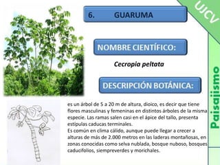 6.          GUARUMACecropiapeltataes un árbol de 5 a 20 m de altura, dioico, es decir que tiene flores masculinas y femeninas en distintos árboles de la misma especie. Las ramas salen casi en el ápice del tallo, presenta estípulas caducas terminales.Es común en clima cálido, aunque puede llegar a crecer a alturas de más de 2.000 metros en las laderas montañosas, en zonas conocidas como selva nublada, bosque nuboso, bosques caducifolios, siempreverdes y morichales.