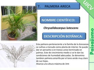 7.     PALMERA ARECAChrysalidocarpuslutescensEsta palmera perteneciente a la familia de la Arecaceas se cultiva a menudo como planta de interior. Se puede dar en penacho o en tronco unico terminado en palmas. Este de crecimiento medio si se le dan las condiciones de humedad adecuadas. Se denomina tambien palmera amarilla por el tono verde muy claro de sus hojas.Alcanza una altura máxima de 3mt