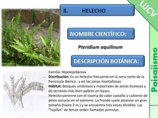 8.          HELECHOPteridiumaquilinumFamilia: HipolepidáceasDistribución: Es un helecho frecuente en la zona norte de la Península Iberica , y en las zonas montañosas.Hábitat: Bosques umbrosos y matorrales de zonas lluviosas y de terrenos más bien pobres en bases.Helecho perenne con el rizoma de color castaño y cubierto de pelos oscuros en el extremo. La fronde suele alcanzar un gran tamaño (hasta 2 m.) y se encuentra tres veces dividida. Las “hojillas” de tercer orden llamadas pínnulas. 