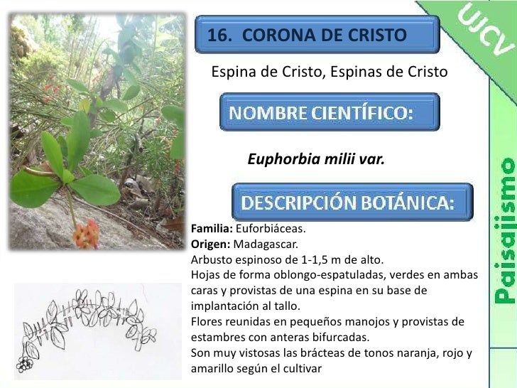 Fichas De Plantas Ujcv