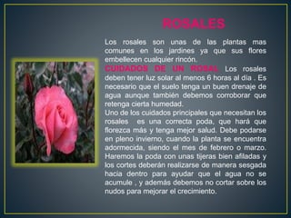 ROSALES 
Los rosales son unas de las plantas mas 
comunes en los jardines ya que sus flores 
embellecen cualquier rincón. 
CUIDADOS DE UN ROSAL Los rosales 
deben tener luz solar al menos 6 horas al día . Es 
necesario que el suelo tenga un buen drenaje de 
agua aunque también debemos corroborar que 
retenga cierta humedad. 
Uno de los cuidados principales que necesitan los 
rosales es una correcta poda, que hará que 
florezca más y tenga mejor salud. Debe podarse 
en pleno invierno, cuando la planta se encuentra 
adormecida, siendo el mes de febrero o marzo. 
Haremos la poda con unas tijeras bien afiladas y 
los cortes deberán realizarse de manera sesgada 
hacia dentro para ayudar que el agua no se 
acumule , y además debemos no cortar sobre los 
nudos para mejorar el crecimiento. 
 