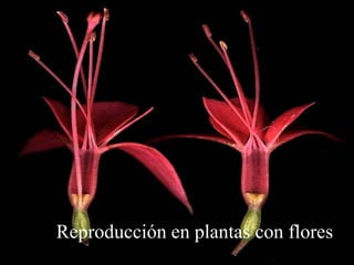 Reproducción en plantas con flores
 
