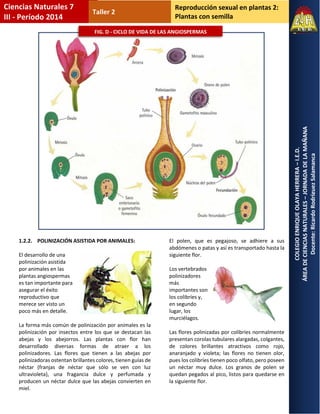 Reproducción sexual en plantas 2: 
Plantas con semilla 
COLEGIO ENRIQUE OLAYA HERRERA – I.E.D. 
ÁREA DE CIENCIAS NATURALES – JORNADA DE LA MAÑANA 
Docente: Ricardo Rodríguez Salamanca 
Ciencias Naturales 7 
III - Período 2014 
Taller 2 
1.2.2. POLINIZACIÓN ASISTIDA POR ANIMALES: 
El desarrollo de una polinización asistida por animales en las plantas angiospermas es tan importante para asegurar el éxito reproductivo que merece ser visto un poco más en detalle. 
La forma más común de polinización por animales es la polinización por insectos entre los que se destacan las abejas y los abejorros. Las plantas con flor han desarrollado diversas formas de atraer a los polinizadores. Las flores que tienen a las abejas por polinizadoras ostentan brillantes colores, tienen guías de néctar (franjas de néctar que sólo se ven con luz ultravioleta), una fragancia dulce y perfumada y producen un néctar dulce que las abejas convierten en miel. 
El polen, que es pegajoso, se adhiere a sus abdómenes o patas y así es transportado hasta la siguiente flor. 
Los vertebrados polinizadores más importantes son los colibríes y, en segundo lugar, los murciélagos. 
Las flores polinizadas por colibríes normalmente presentan corolas tubulares alargadas, colgantes, de colores brillantes atractivos como rojo, anaranjado y violeta; las flores no tienen olor, pues los colibríes tienen poco olfato, pero poseen un néctar muy dulce. Los granos de polen se quedan pegados al pico, listos para quedarse en la siguiente flor. 
FIG. D - CICLO DE VIDA DE LAS ANGIOSPERMAS  