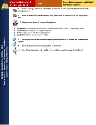 COLEGIO ENRIQUE OLAYA HERRERA – I.E.D. 
ÁREA DE CIENCIAS NATURALES – JORNADA DE LA MAÑANA 
Docente: Ricardo Rodríguez Salamanca 
Ciencias Naturales 7 
III - Período 2014 
Taller 2 
Reproducción sexual en plantas 2: 
Plantas con semilla 
4. Realice un mapa conceptual sobre cómo los animales pueden realizar la polinización asistida en angiospermas 
5. Cómo el ser humano puede intervenir en la polinización de las flores? Con qué propósito lo hace? 
6. Dibuje para el álbum de esquemas lo siguiente: 
a. Primera hoja: Un cono de pino masculino y otro femenino con sus partes / Una flor y sus partes. 
b. Segunda hoja: Ciclo de vida de las gimnospermas 
c. Tercera hoja: Ciclo de vida de las angiospermas 
d. Cuarta hoja: Formas de polinización asistida 
7. Investigue cómo se reproducen otras gimnospermas como las cicadáceas y el Ginkgo biloba japonés. 
8. Consulte qué son inflorescencias y cómo se clasifican? 
9. Qué diferencias existen entre las flores de semilla monocotiledónea y dicotiledónea? 