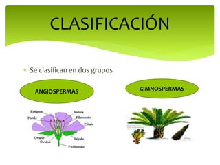  Se clasifican en dos grupos
CLASIFICACIÓN
ANGIOSPERMAS GIMNOSPERMAS
 