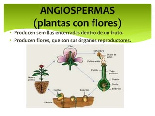 • Producen semillas encerradas dentro de un fruto.
• Producen flores, que son sus órganos reproductores.
ANGIOSPERMAS
(plantas con flores)
 
