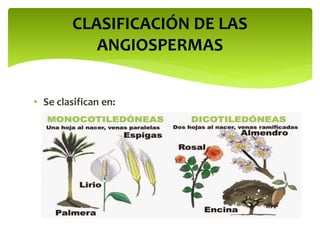• Se clasifican en:
CLASIFICACIÓN DE LAS
ANGIOSPERMAS
 