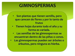 GIMNOSPERMAS
• Son plantas que tienen semilla, pero
que carecen de flores y por lo tanto de
frutos
• Tienen hojas durante todo el año y su
forma es variada.
• Las semillas de las gimnospermas se
encuentran dentro de las piñas o conos.
• Las gimnospermas pueden ser árboles o
arbustos, pero ninguna es hierba.
 