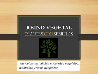 REINO VEGETAL
PLANTAS CON SEMILLAS
 