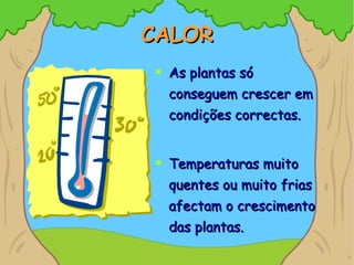 CALOR As plantas só conseguem crescer em condições correctas. Temperaturas muito quentes ou muito frias afectam o crescimento das plantas. 