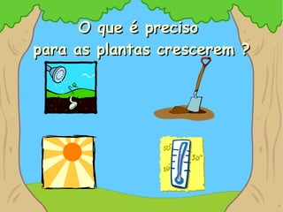 O que é preciso  para as plantas crescerem ? 