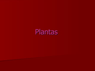 Plantas   