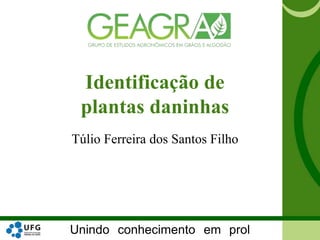 Unindo conhecimento em prol
Identificação de
plantas daninhas
Túlio Ferreira dos Santos Filho
 