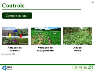 Controle
12
Controle cultural:
Fonte: Agropos, 2020.
 