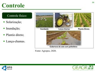  Solarização;
 Inundação;
 Plantio direto;
 Lança-chamas.
Controle
14
Controle físico:
Fonte: Agropos, 2020.
 