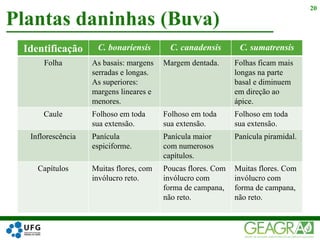 Plantas daninhas (Buva)
20
Identificação C. bonariensis C. canadensis C. sumatrensis
Folha As basais: margens
serradas e longas.
As superiores:
margens lineares e
menores.
Margem dentada. Folhas ficam mais
longas na parte
basal e diminuem
em direção ao
ápice.
Caule Folhoso em toda
sua extensão.
Folhoso em toda
sua extensão.
Folhoso em toda
sua extensão.
Inflorescência Panícula
espiciforme.
Panícula maior
com numerosos
capítulos.
Panícula piramidal.
Capítulos Muitas flores, com
invólucro reto.
Poucas flores. Com
invólucro com
forma de campana,
não reto.
Muitas flores. Com
invólucro com
forma de campana,
não reto.
 