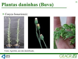  Conyza bonariensis:
Plantas daninhas (Buva)
21
Fonte: Agrolink, ano não identificado.
 