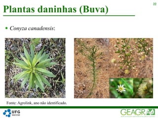  Conyza canadensis:
Plantas daninhas (Buva)
22
Fonte: Agrolink, ano não identificado.
 
