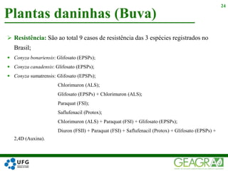  Resistência: São ao total 9 casos de resistência das 3 espécies registrados no
Brasil;
 Conyza bonariensis: Glifosato (EPSPs);
 Conyza canadensis: Glifosato (EPSPs);
 Conyza sumatrensis: Glifosato (EPSPs);
Chlorimuron (ALS);
Glifosato (EPSPs) + Chlorimuron (ALS);
Paraquat (FSI);
Saflufenacil (Protox);
Chlorimuron (ALS) + Paraquat (FSI) + Glifosato (EPSPs);
Diuron (FSII) + Paraquat (FSI) + Saflufenacil (Protox) + Glifosato (EPSPs) +
2,4D (Auxina).
Plantas daninhas (Buva)
24
 