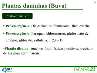 Pré-emergência: Diclosulam, sulfrentrazone, flumioxazin;
 Pós-emergência: Paraquat, chlorimuron, glufosinato de
amônio, glifosato, saflufenacil, 2,4 – D.
Plantas daninhas (Buva)
25
Controle químico:
•Plantio direto: sementes fotoblásticas positivas, precisam
de luz para germinarem.
 