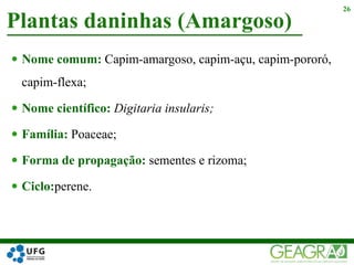  Nome comum: Capim-amargoso, capim-açu, capim-pororó,
capim-flexa;
 Nome científico: Digitaria insularis;
 Família: Poaceae;
 Forma de propagação: sementes e rizoma;
 Ciclo:perene.
Plantas daninhas (Amargoso)
26
 