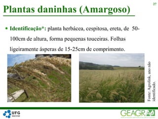  Identificação*: planta herbácea, cespitosa, ereta, de 50-
100cm de altura, forma pequenas touceiras. Folhas
ligeiramente ásperas de 15-25cm de comprimento.
Plantas daninhas (Amargoso)
27
Fonte:Agrolink,anonão
identificado.
 