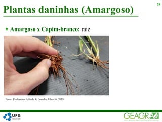  Amargoso x Capim-branco: raiz.
Plantas daninhas (Amargoso)
28
Fonte: Professores Alfredo & Leandro Albrecht, 2019.
 