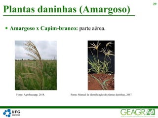  Amargoso x Capim-branco: parte aérea.
Plantas daninhas (Amargoso)
29
Fonte: Agrobaseapp, 2018. Fonte: Manual de identificação de plantas daninhas, 2017.
 