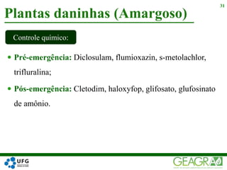  Pré-emergência: Diclosulam, flumioxazin, s-metolachlor,
trifluralina;
 Pós-emergência: Cletodim, haloxyfop, glifosato, glufosinato
de amônio.
Plantas daninhas (Amargoso)
31
Controle químico:
 