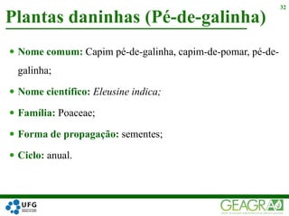  Nome comum: Capim pé-de-galinha, capim-de-pomar, pé-de-
galinha;
 Nome científico: Eleusine indica;
 Família: Poaceae;
 Forma de propagação: sementes;
 Ciclo: anual.
Plantas daninhas (Pé-de-galinha)
32
 